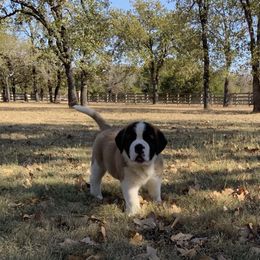 Newfoundland, Poodle, Saint Berdoodle, and Saint Bernard Puppies from Mammoth Doodles