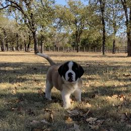Newfoundland, Poodle, Saint Berdoodle, and Saint Bernard Puppies from Mammoth Doodles