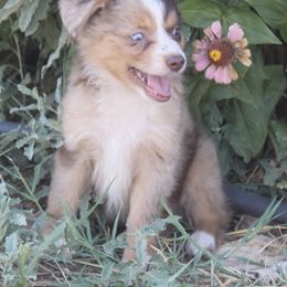 Australian Shepherd Puppies from BitABlue Australian Shepherds