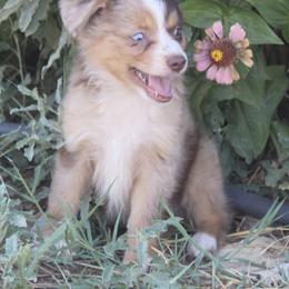 Australian Shepherd Puppies from BitABlue Australian Shepherds