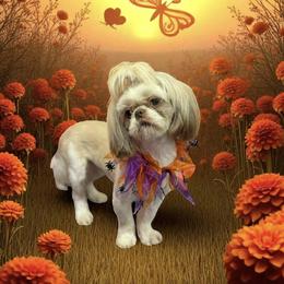 Penny - Shih Tzu