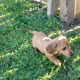Casper - Dapple male Dachshund puppy in Newcomerstown, Ohio from Rose's Dachshunds