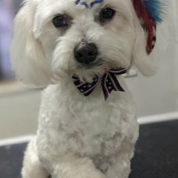 Maltese, Morkies, and Yorkshire Terriers from Maria's Morkies & More