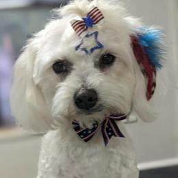 Maltese, Morkies, and Yorkshire Terriers from Maria's Morkies & More
