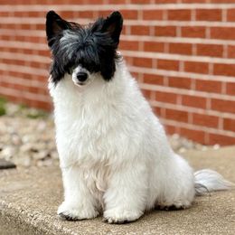 Chinese Cresteds and Miniature American Shepherds from Carousel Kennel