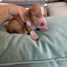 Sunny - Red  female Goldendoodle puppy in Brooksville, Florida from Abby’s Standard Goldendoodles