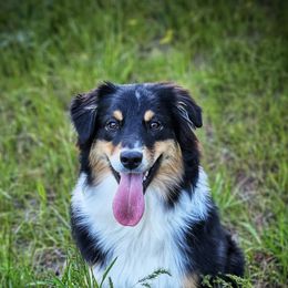 Australian Shepherds from Taneum Creek Australian Shepherds