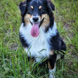 Australian Shepherds from Taneum Creek Australian Shepherds