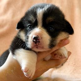 Baby boy blue - Black and tan male Pembroke Welsh Corgi puppy in Saint Johns, Florida from Colebrooke Farm
