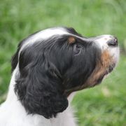 Border Collie, English Setter, and Miniature American Shepherd Puppies from First Harmony Farms