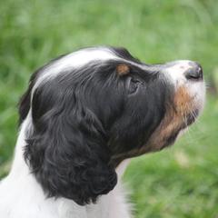 Border Collie, English Setter, and Miniature American Shepherd Puppies from First Harmony Farms
