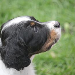 Border Collie, English Setter, and Miniature American Shepherd Puppies from First Harmony Farms
