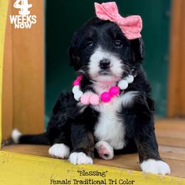Blessing - Tri-color female Bernedoodle puppy in Orange, Texas from Walk with Me Doodles