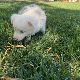 Nova - Blue merle female Miniature Australian Shepherd puppy in Las Vegas, Nevada from Marii's Aussies