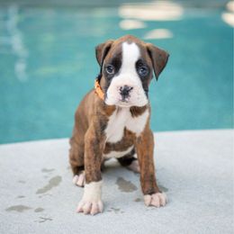 Orange - Brindle female Boxer puppy in Georgia from Stephanie’s Boxers