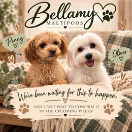 Maltipoo puppies from Bellamy Maltipoos