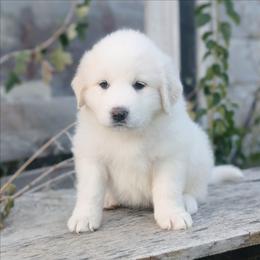 Yellow - White female Great Pyrenees puppy in Yakima, Washington from Naches Heights Ranch