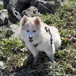 Clover - Pomsky