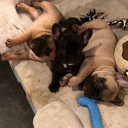 French Bulldog Puppies from Rockstar Kennel