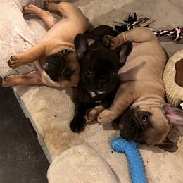 French Bulldog Puppies from Rockstar Kennel