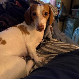 Daisy - Dachshund