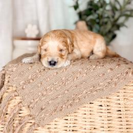 Outlaw - Apricot male Goldendoodle puppy in Ooltewah, Tennessee from Allison Family Doodles