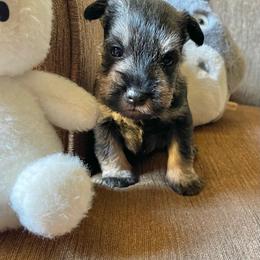 Burgundy Collared Girl - Black and silver female Miniature Schnauzer puppy in San Diego, California from KMS-Miniature Schnauzers
