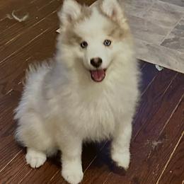 Boy 4 - Silver and white male Pomsky puppy in Leesburg, Virginia from Capital Poms & Pomskies