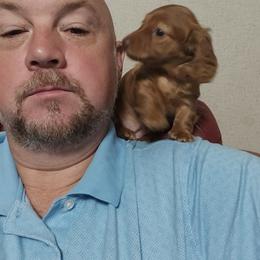 Dachshund Puppies from Walker Ranch Danes & Dachshunds