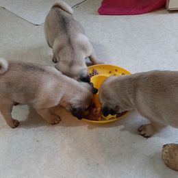 Pug Puppies from Checagou Pugs