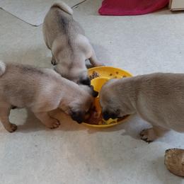 Pug Puppies from Checagou Pugs