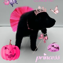 Miss. Light Pink - Black female German Shepherd puppy in Granite City, Illinois from Devon Rugerio's German Shepherds