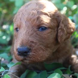 Marigold - Apricot female Goldendoodle puppy in Apache Junction, Arizona from Loving Doodle