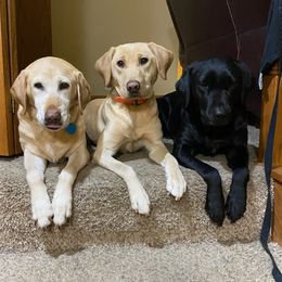 Labrador Retrievers from Louie Wilder
