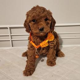 Micro-Mini Tangerine - Red female Labradoodle puppy in Los Molinos Ca, California from Sunshine Sanctuary Doodles