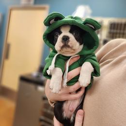 Boston Terrier Puppies from Boston Kup Breeders