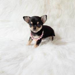 Tiny Sasha - Black and tan female Chihuahua puppy in Sacramento, California from Honey Bee Chihuahua’s