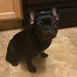 Wednesday - Black female French Bulldog puppy in Pennsylvania from R & C French Bulldogs