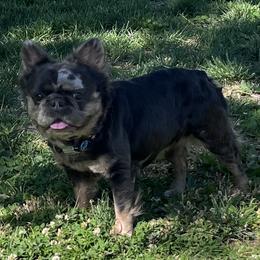 French Bulldog puppies from Eminent Frenchies