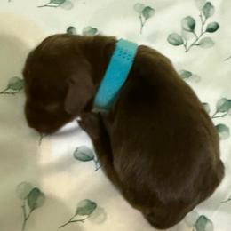 Maple - Chocolate female Dachshund puppy in Wrightwood, California from Twinkle Dachs