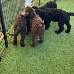 Goldendoodle Puppies from Sugarspicedoodles