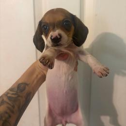 Phillipa - Piebald female Dachshund puppy in Conroe, Texas from Dots Dachshunds
