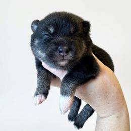 Yunara - Tri-color female Pomsky puppy in Boonville, Indiana from Elysian Pomskies