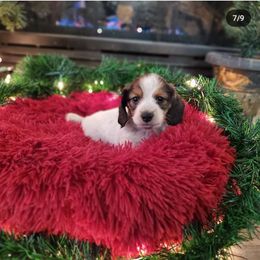 Dachshund Puppies from Royal purple doxies