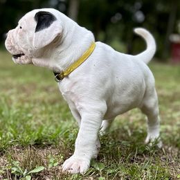Girl 3 - White and tan female American Bulldog puppy in Pace, Florida from Genesis American Bulldogs
