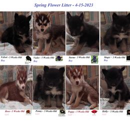 Siberian Husky Puppies from Forever Young Siberian Huskies