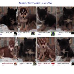 Siberian Husky Puppies from Forever Young Siberian Huskies