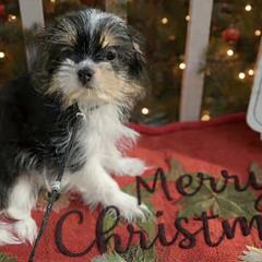 BFF Quentin - Black male Mi-Ki puppy in Oakley, Michigan from BFF Mi-Kis