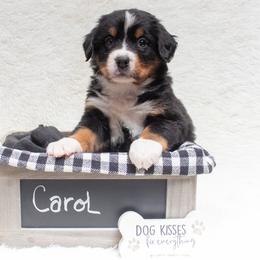 Bernese Mountain Dog Puppies from Berner Dynasty