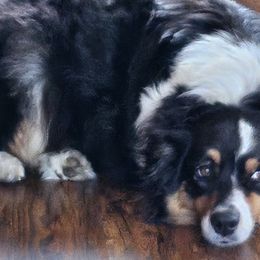 Australian Shepherds from Elk Ridge Australian Shepherds